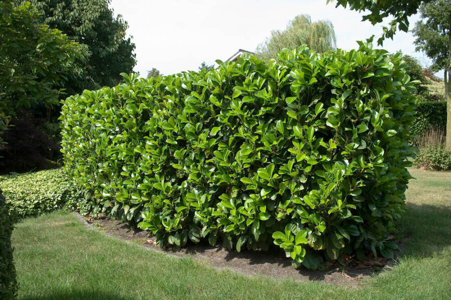 Laurier cerise, un arbuste élégant pour votre jardin